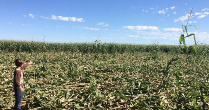 Captura de Tela 2017-05-29 às 13.12.08