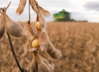 Soja: Sancor libera R$ 150 milhões para indenizações