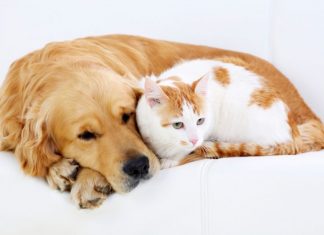 Itaú Personnalité lança seguro que inclui implantação de microchip em cães e gatos caes e gatos