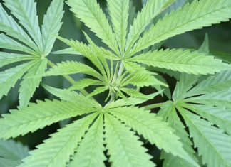 Seguradoras avançam silenciosamente no mercado de cannabis nos EUA