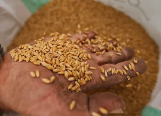Seguradoras preparam cobertura de US$50 mi para carga de grãos da Ucrânia