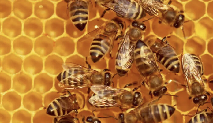 denise bueno infomoney