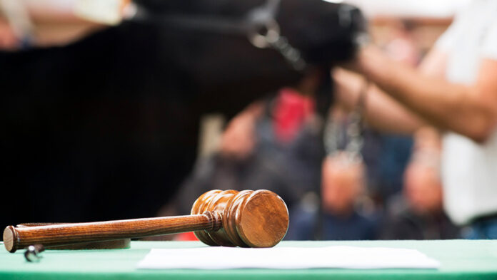 leilao de animais ff seguros