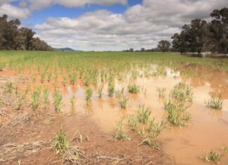 Mapa monitora no Rio Grande do Sul a atuação das seguradoras habilitadas no PSR Chuvas no sul Seguro rural
