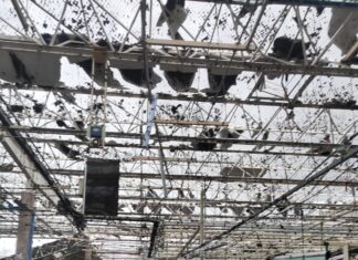 Tokio Marine é a seguradora líder da Toyota, que teve a fábrica devastada com as chuvas de hoje