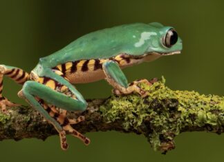 Seguros podem destravar US$ 55 bilhões em investimentos para agricultura regenerativa, aponta Howden